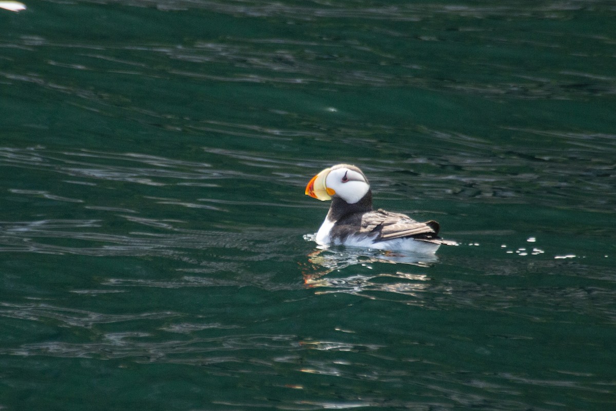 Horned Puffin - Steven Dammer