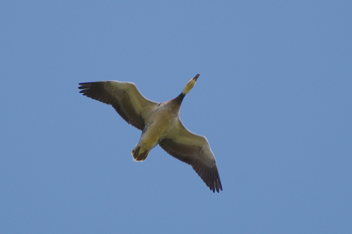 Snow Goose - Rick Beaudon