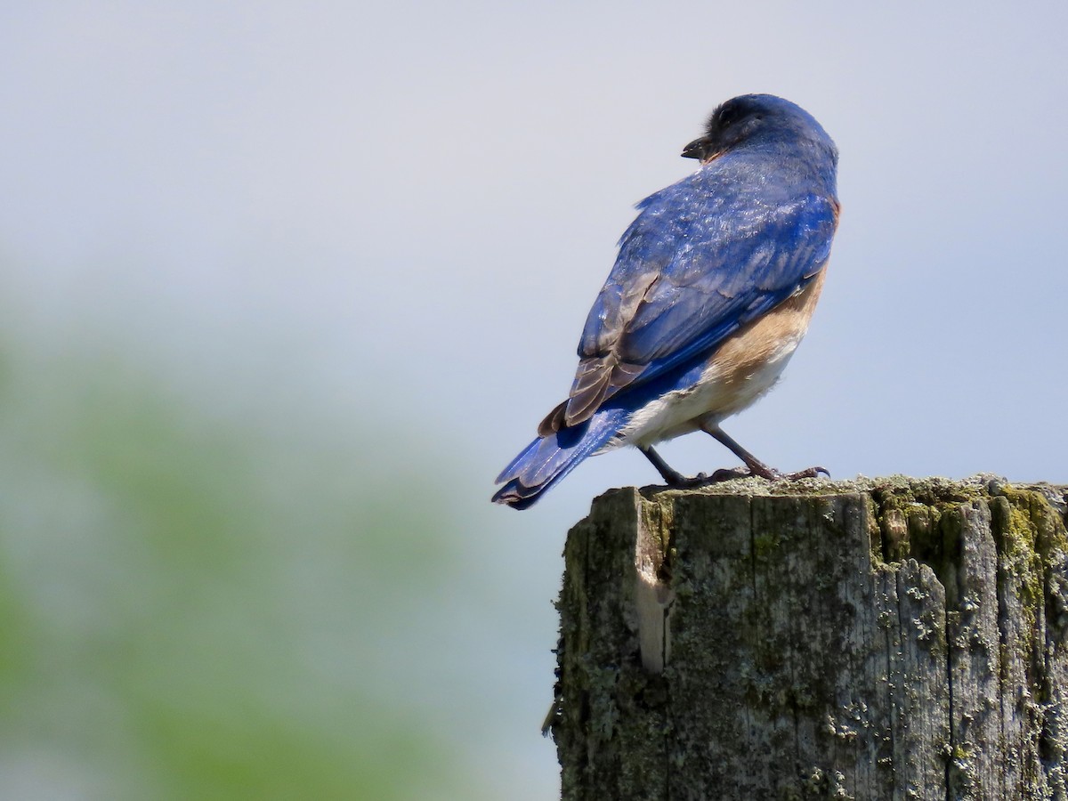 Eastern Bluebird - Kathryn Mills