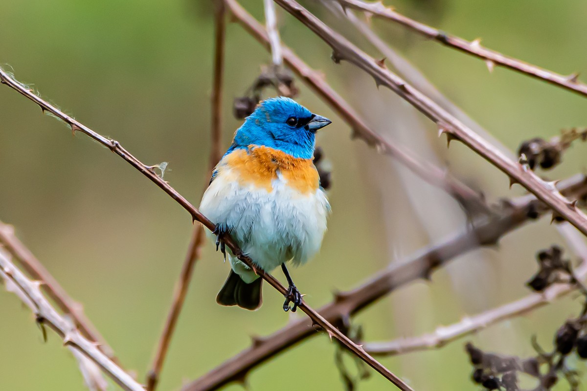 Lazuli Bunting - Brandon Lloyd