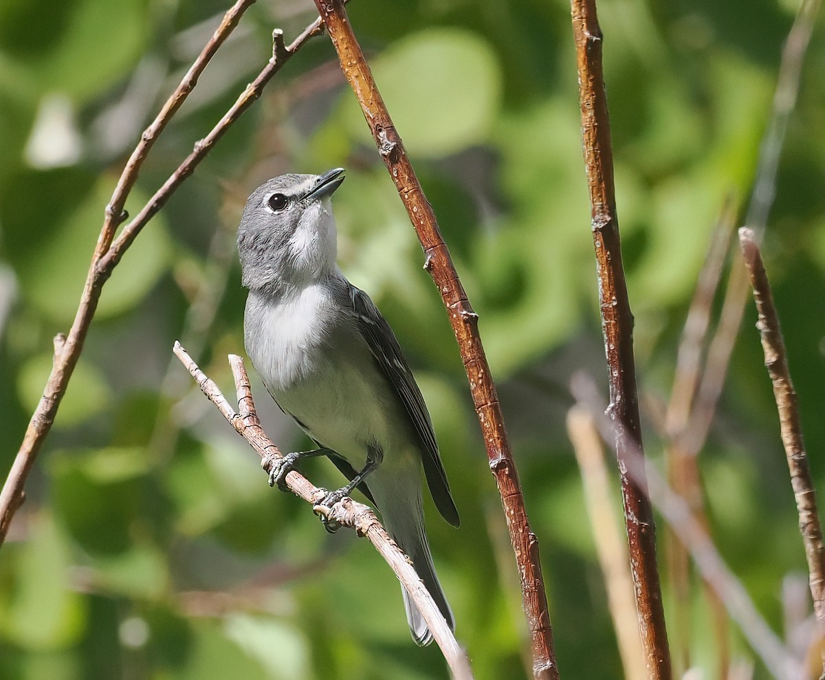 Plumbeous Vireo - Bob Foehring