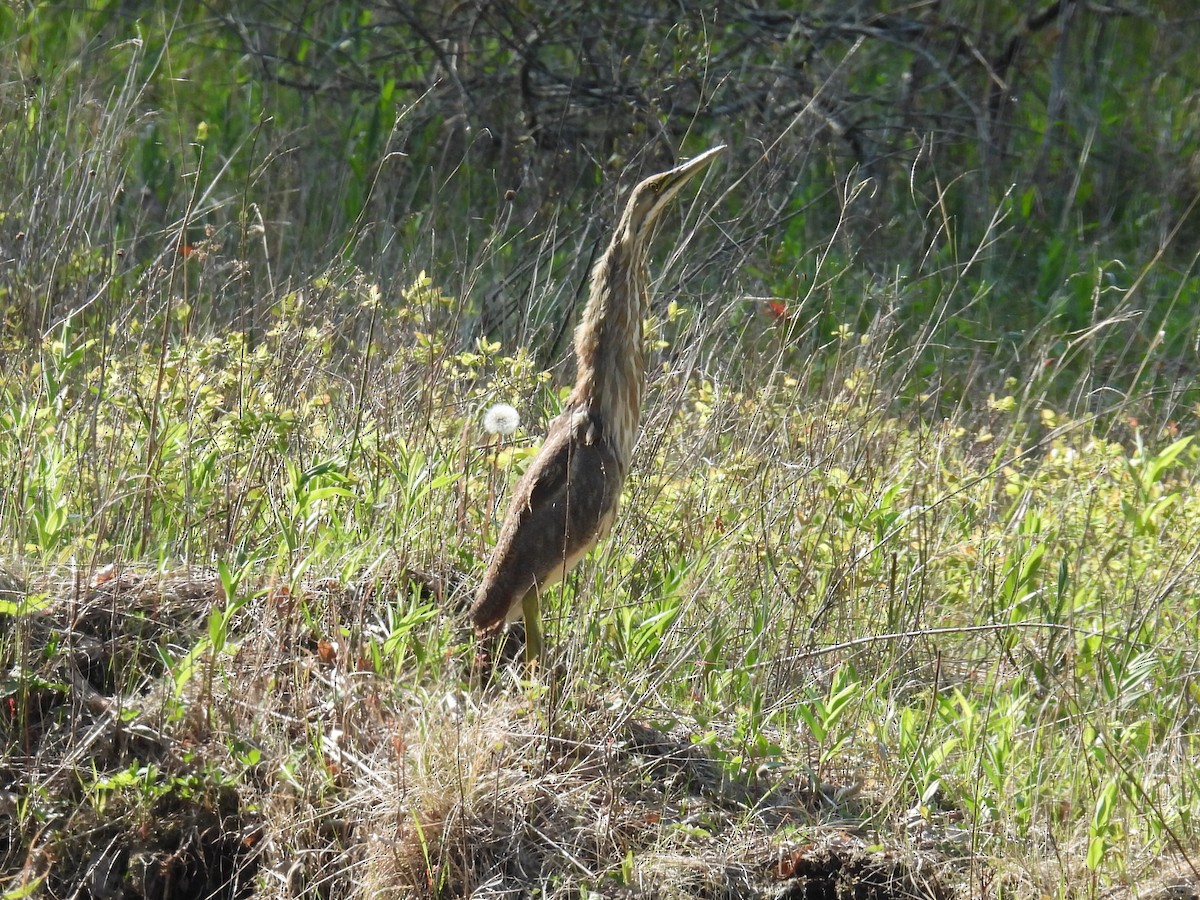 American Bittern - ML619258530