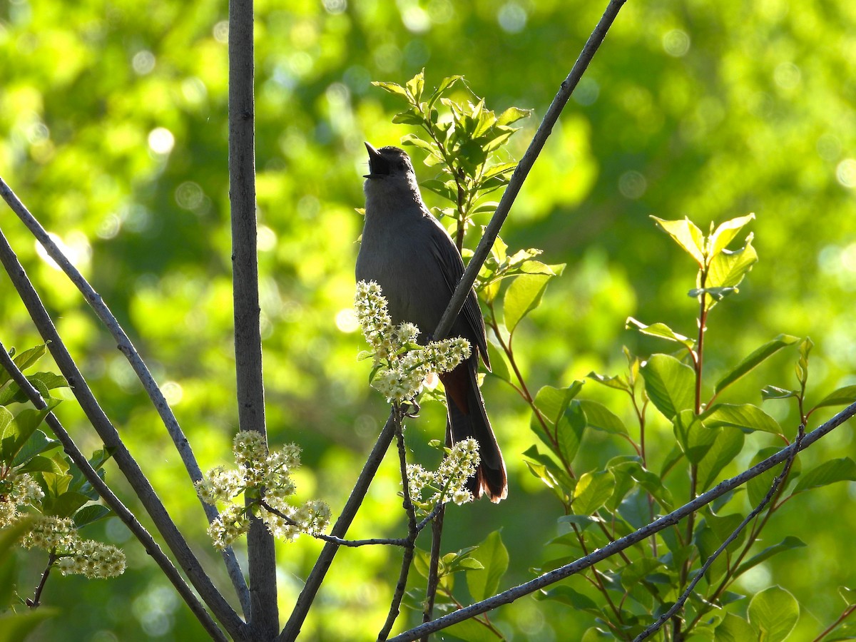 Gray Catbird - Chipper Phillips