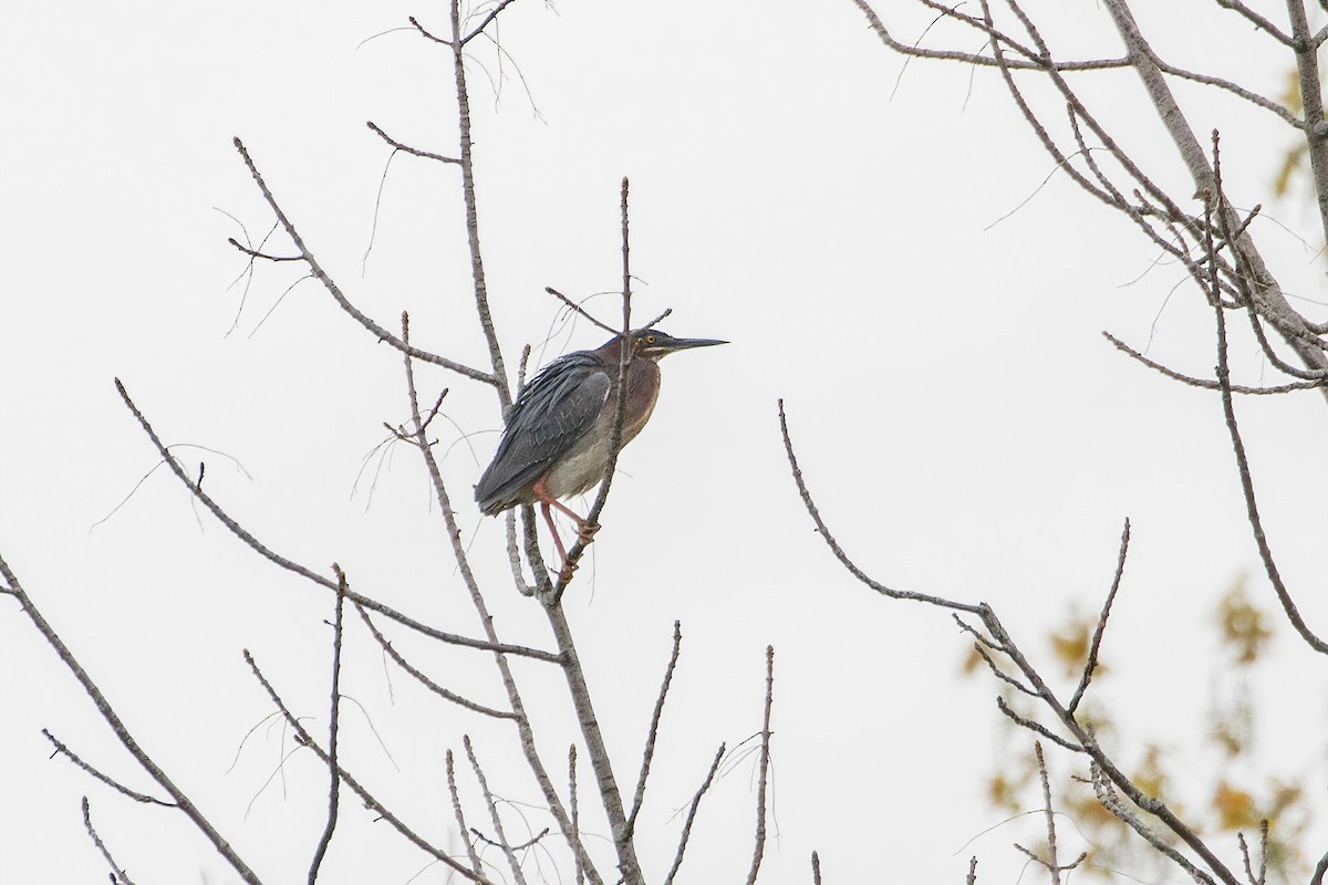 Green Heron - Jeanne Verhulst