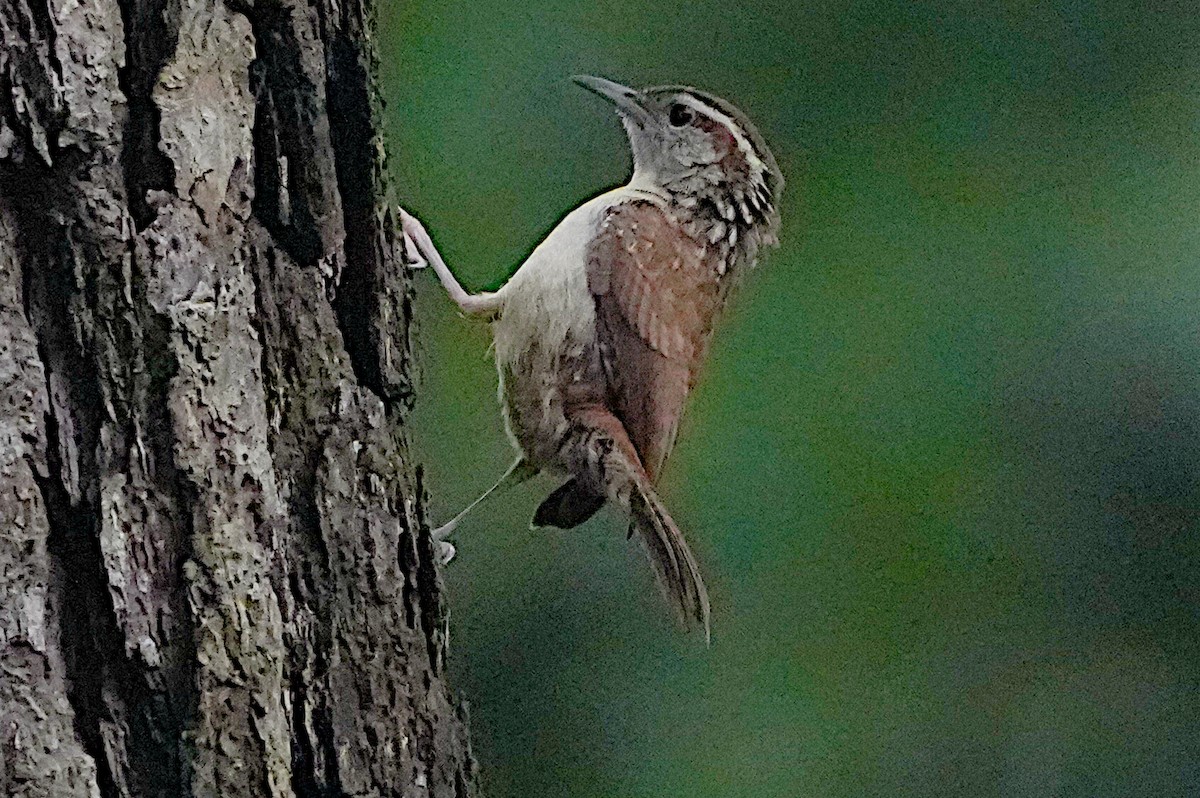 Carolina Wren - James Bourne