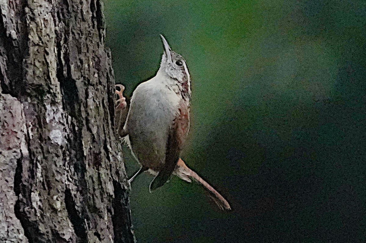 Carolina Wren - James Bourne