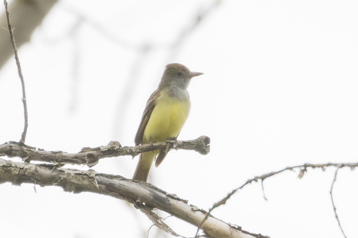 Great Crested Flycatcher - Jeanne Verhulst