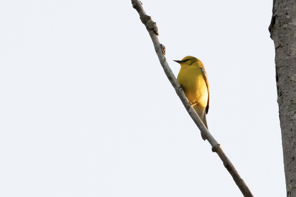 Blue-winged Warbler - ML619258582