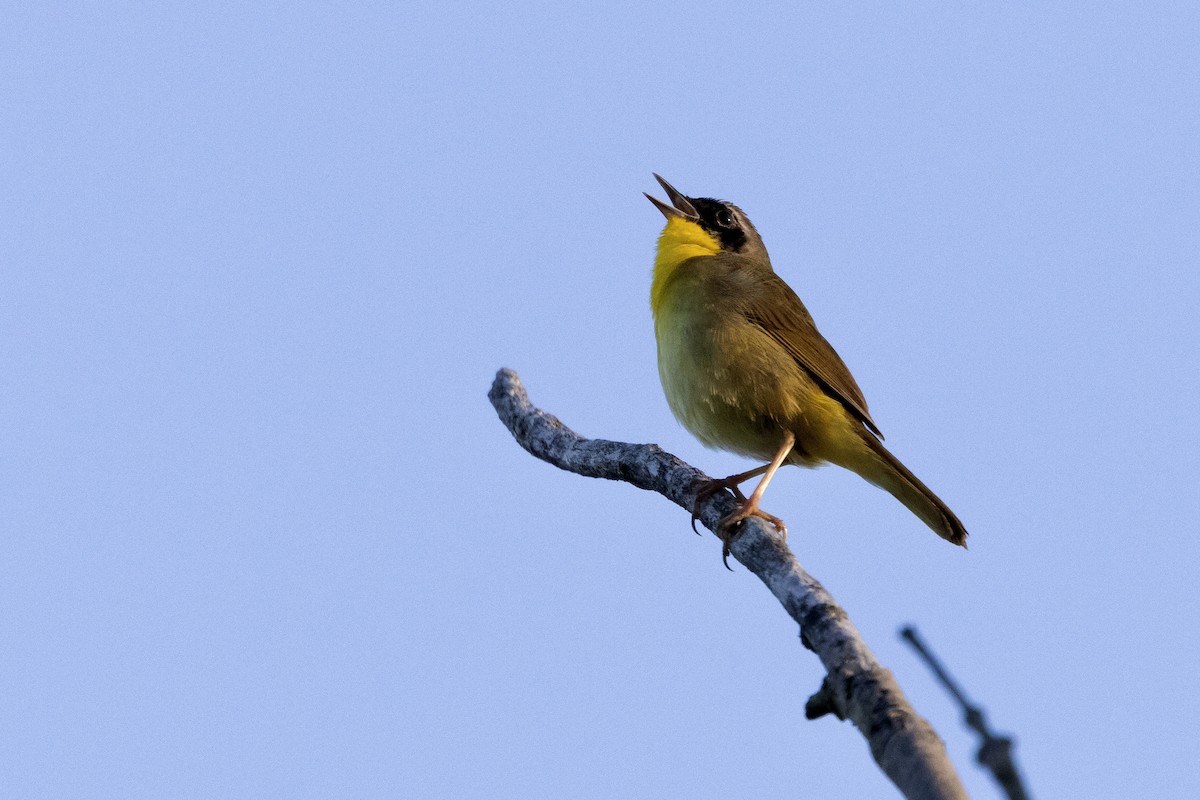 Common Yellowthroat - Bill Massaro