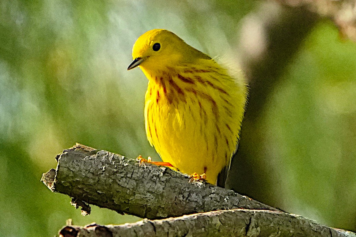 Yellow Warbler - James Bourne