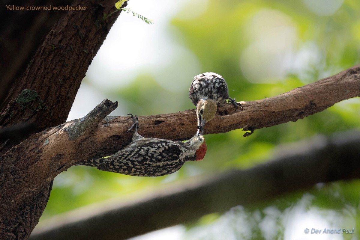 Yellow-crowned Woodpecker - Dev Anand Paul