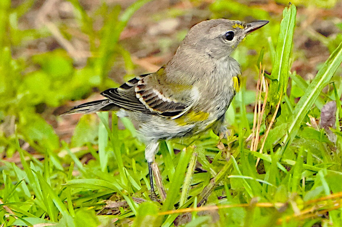 Pine Warbler - James Bourne