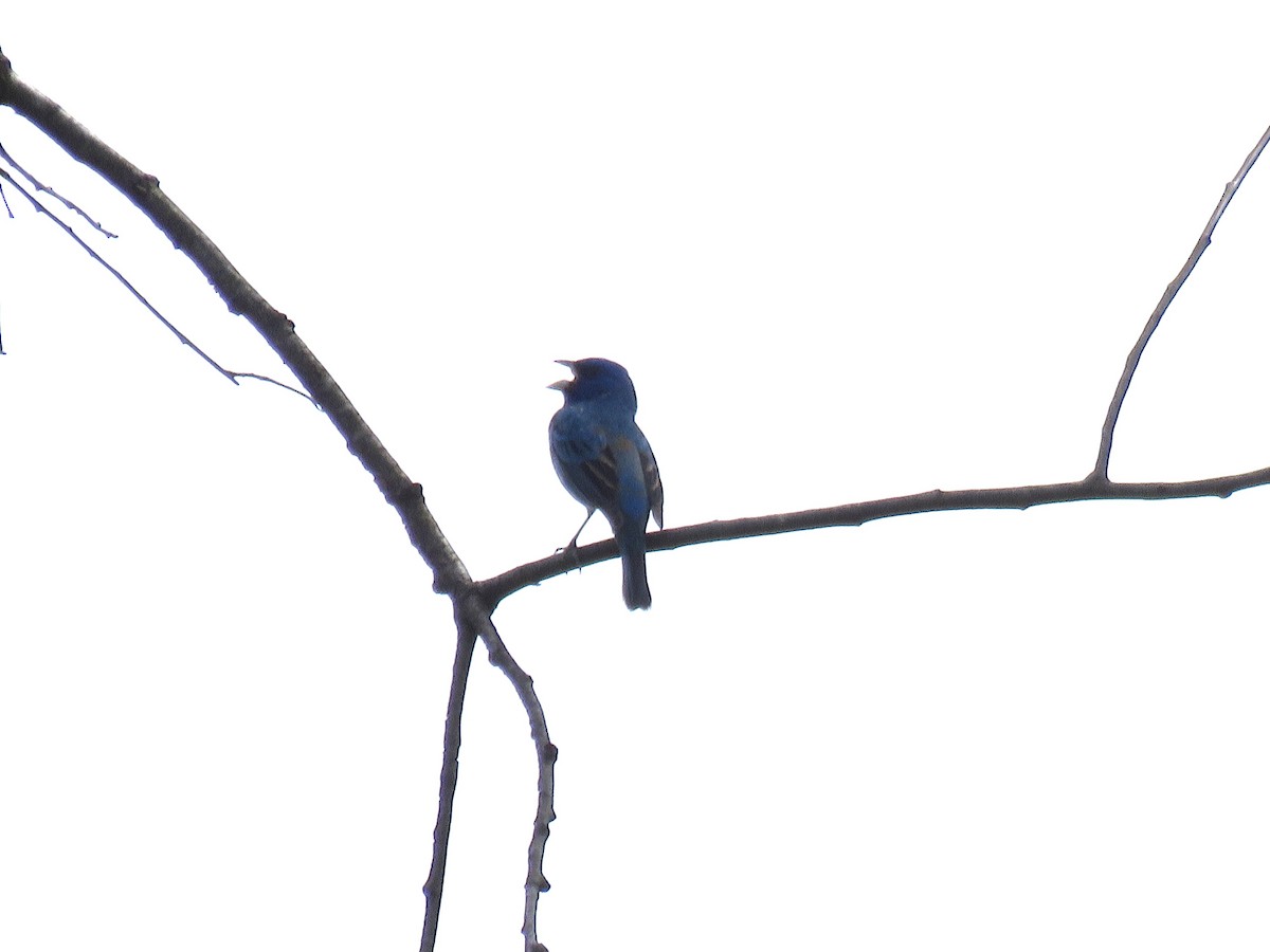 Indigo Bunting - Valerie Crecco