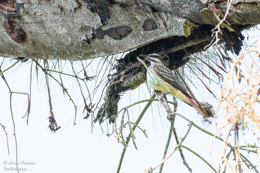 Sulphur-bellied Flycatcher - lorenia Peregrine