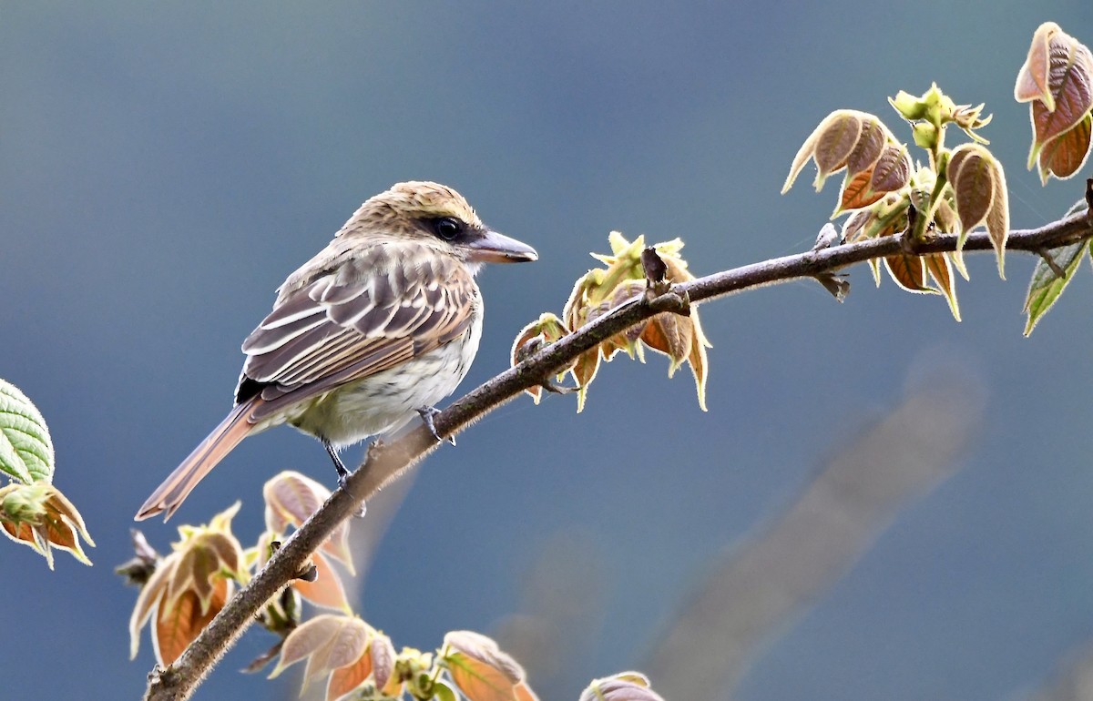 Sulphur-bellied Flycatcher - mark perry