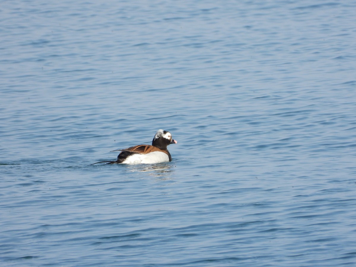 Long-tailed Duck - Serge Benoit