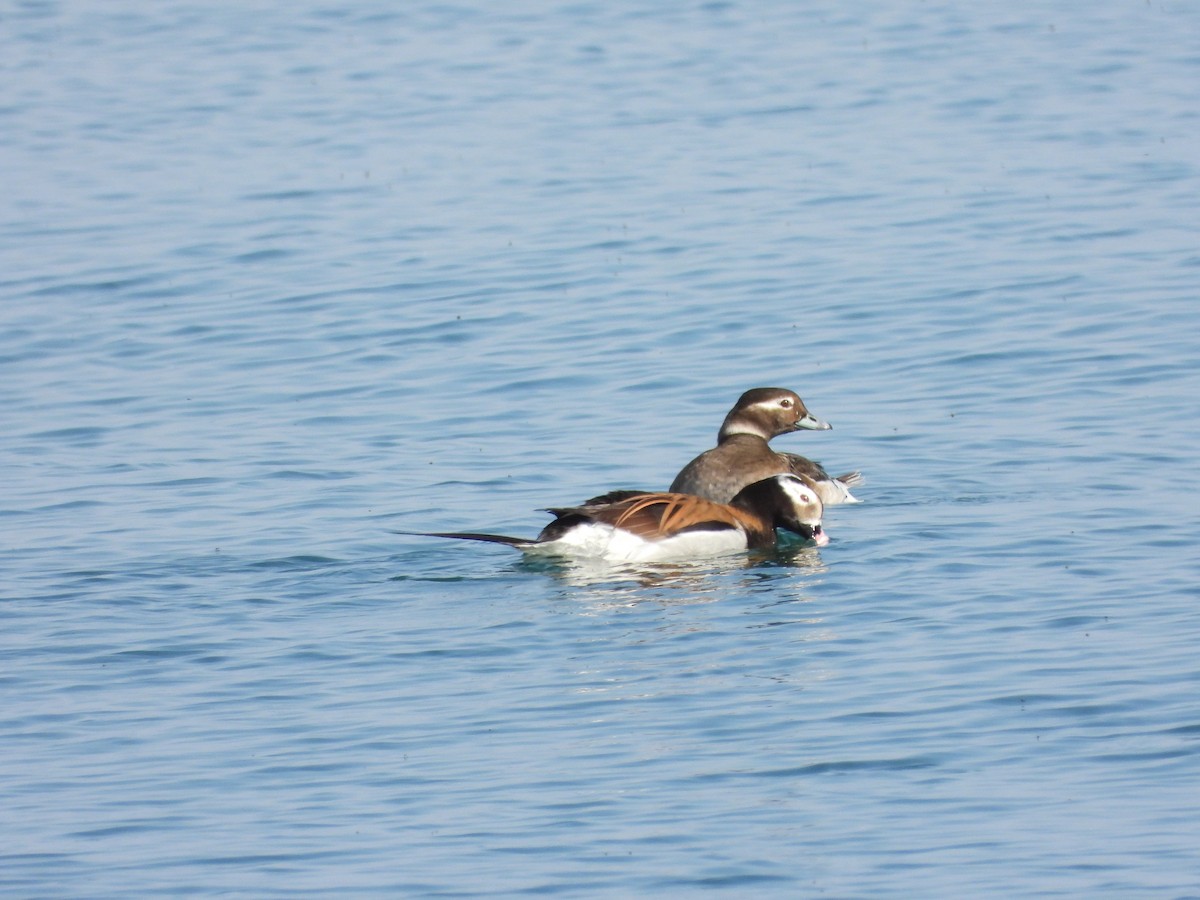 Long-tailed Duck - ML619258668