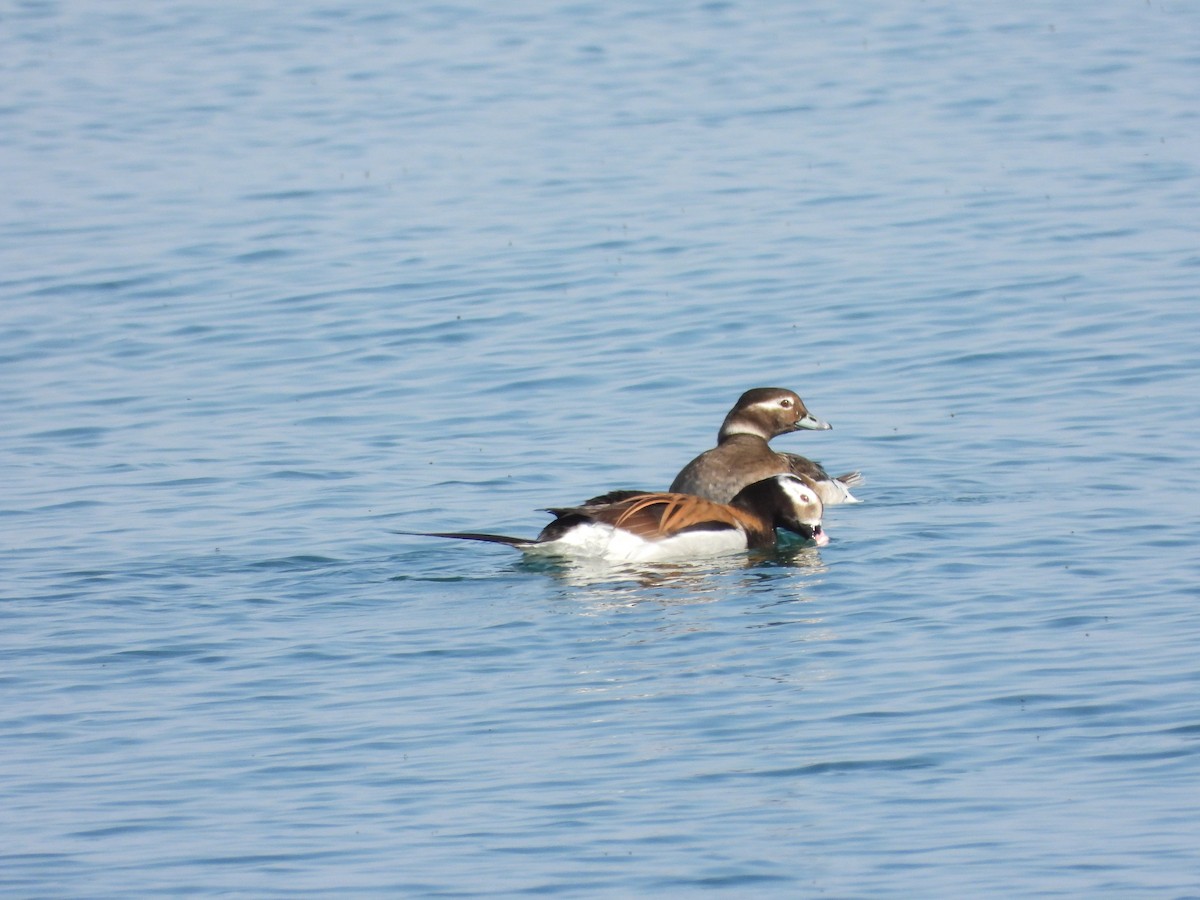 Long-tailed Duck - Serge Benoit