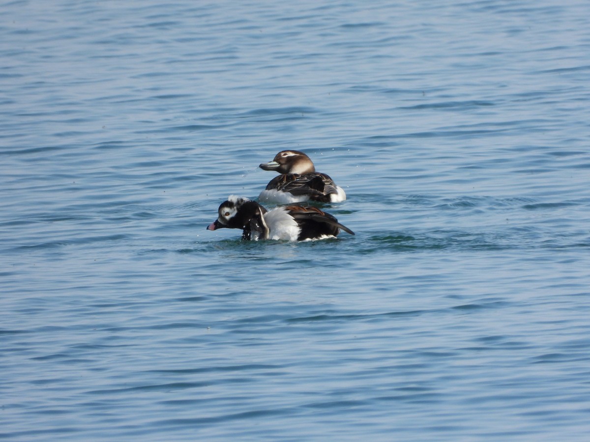 Long-tailed Duck - ML619258670