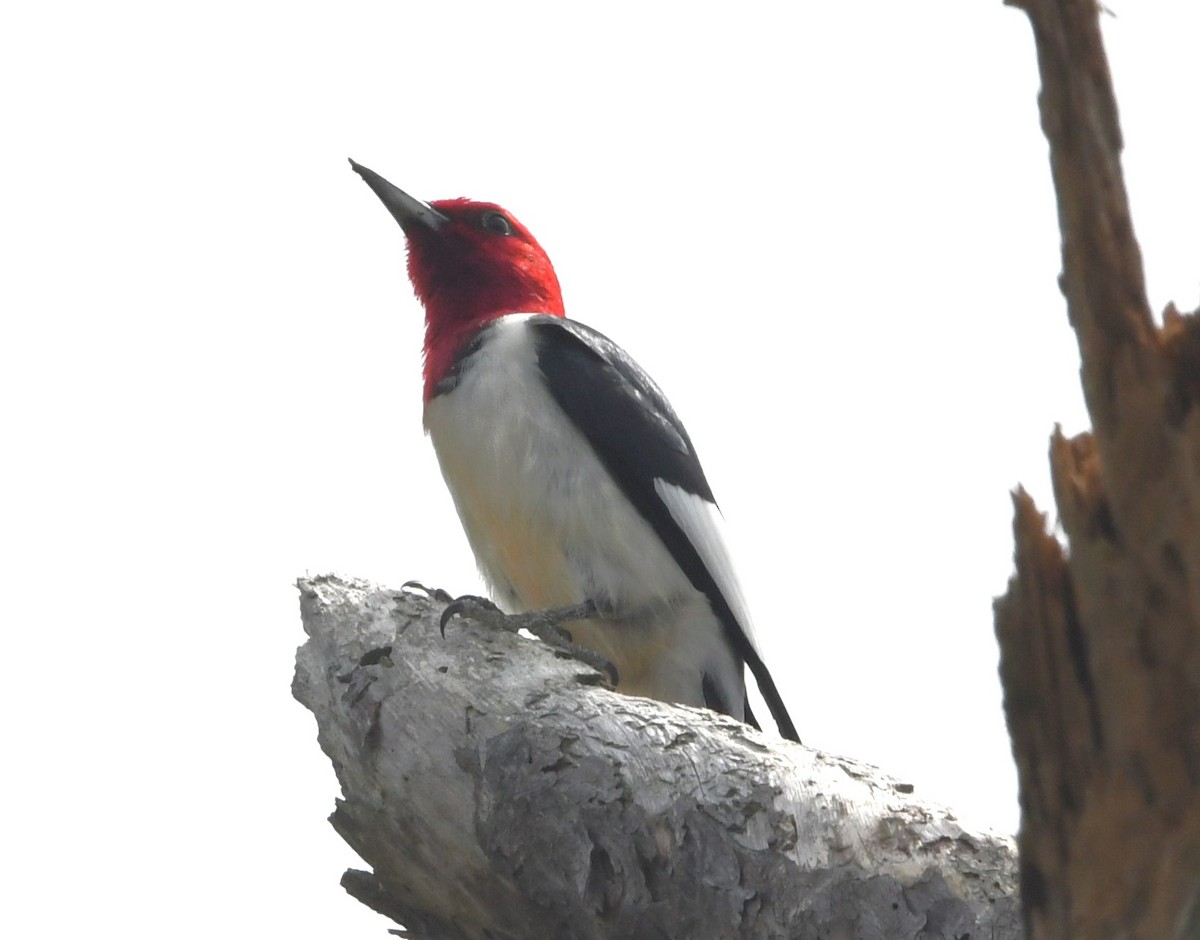 Red-headed Woodpecker - David True