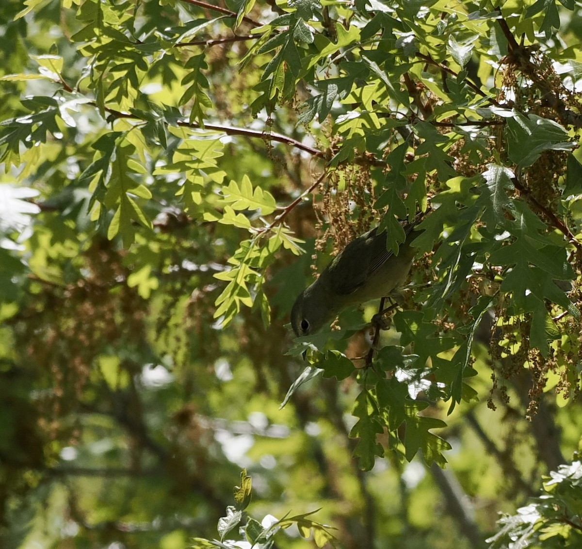 Orange-crowned Warbler - Bob Foehring