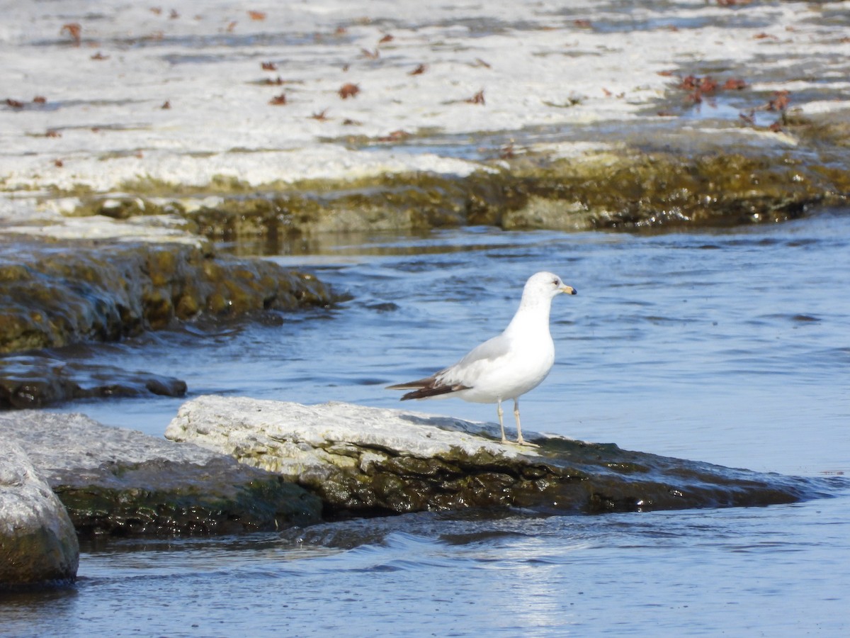 Ring-billed Gull - Serge Benoit