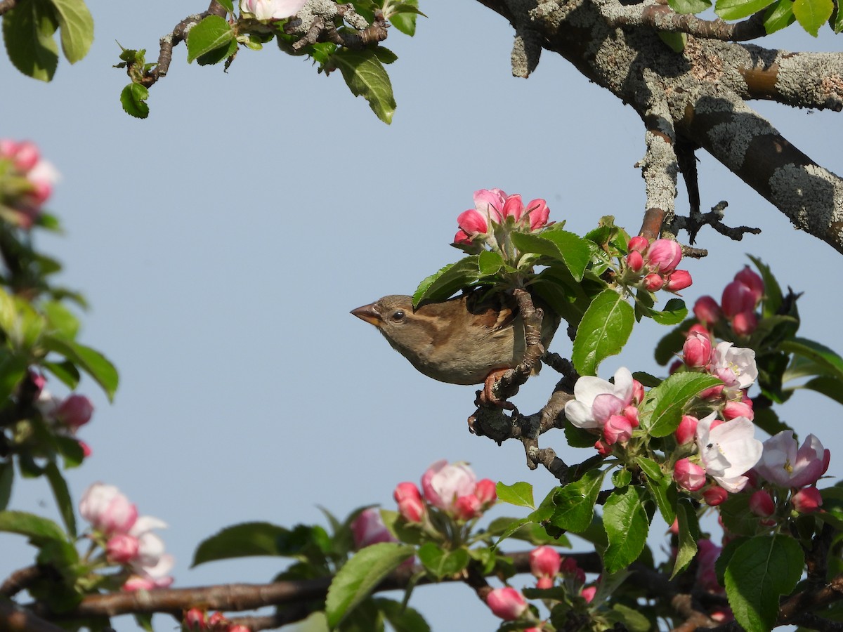 House Sparrow - ML619258710