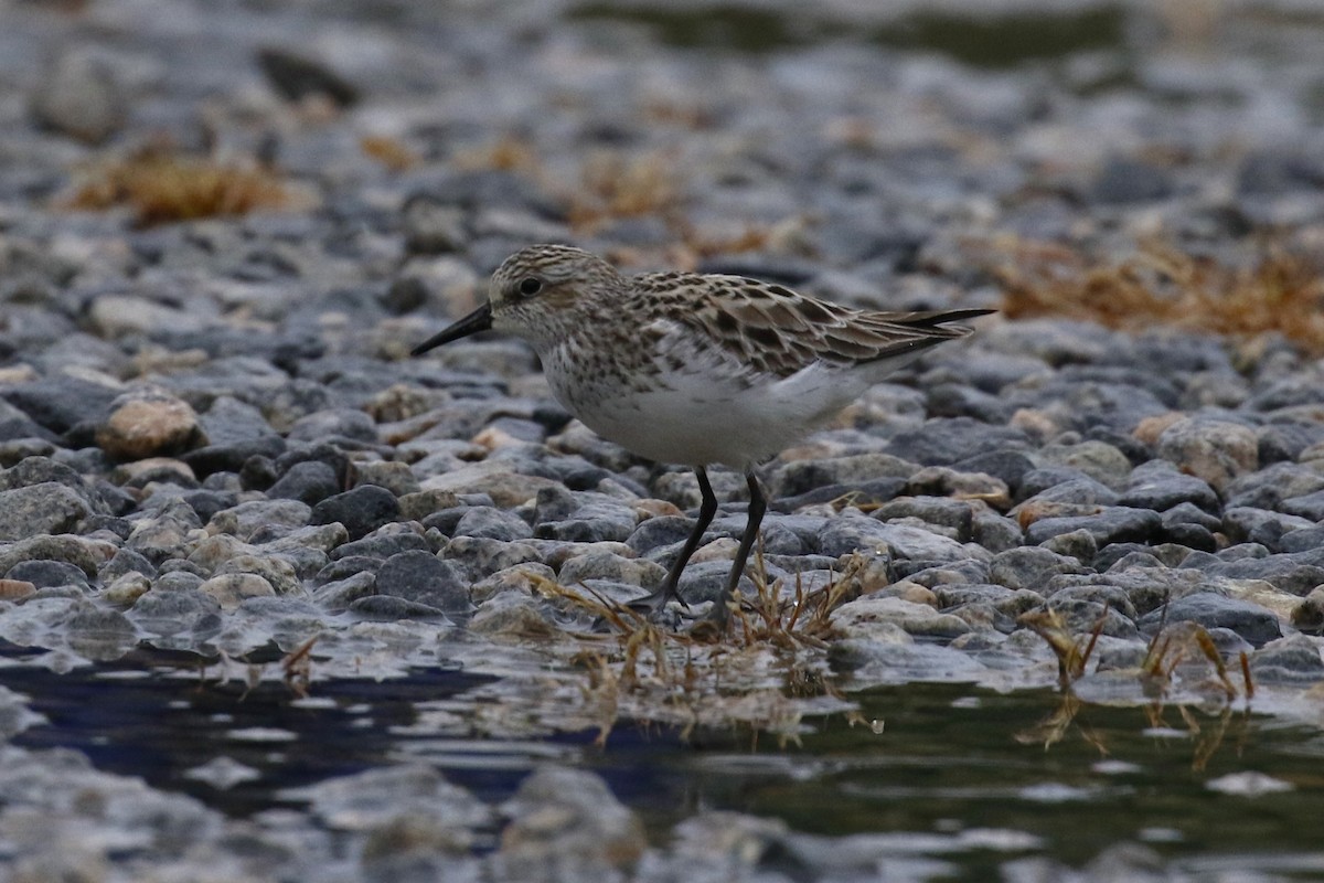 Semipalmated Sandpiper - ML619258713