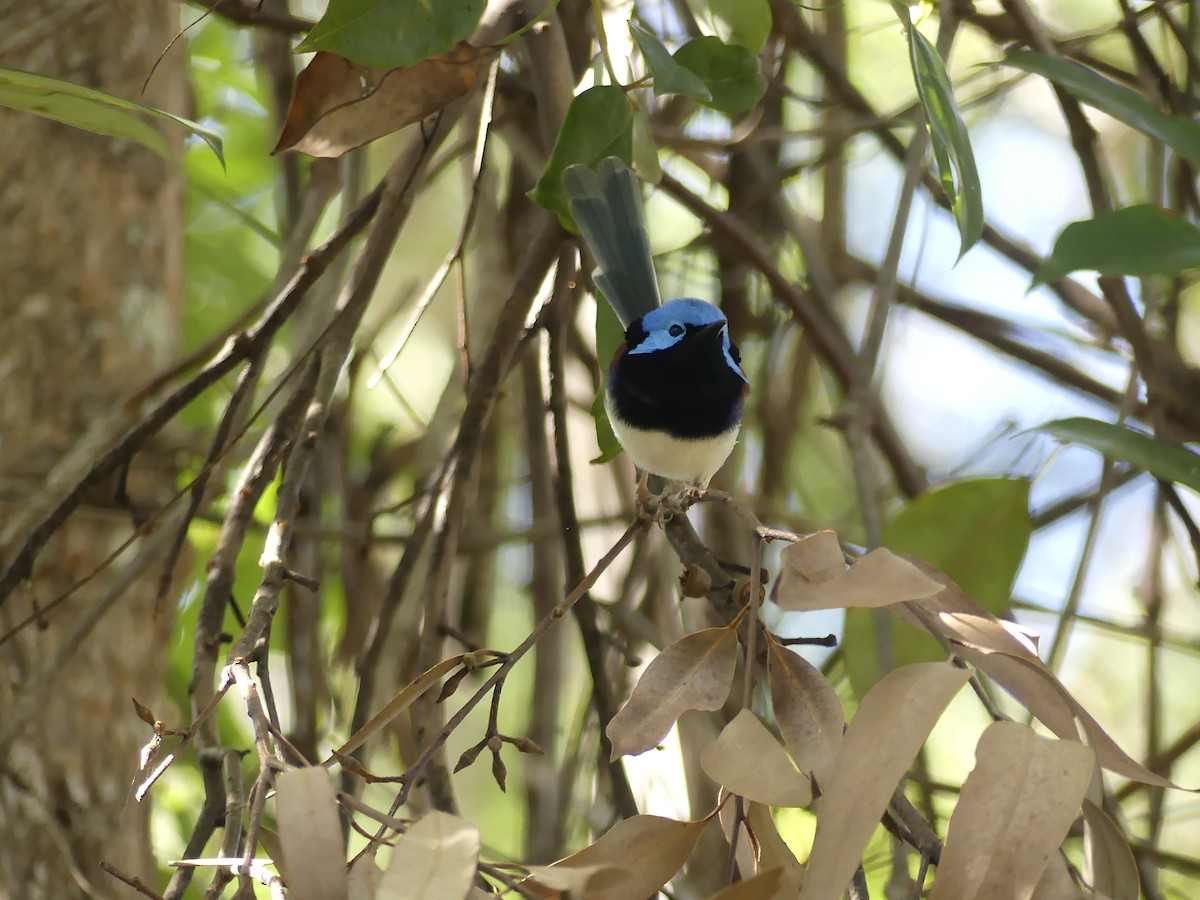 Variegated Fairywren - Hugh Price