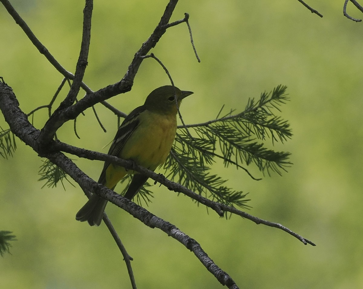 Western Tanager - Bob Foehring