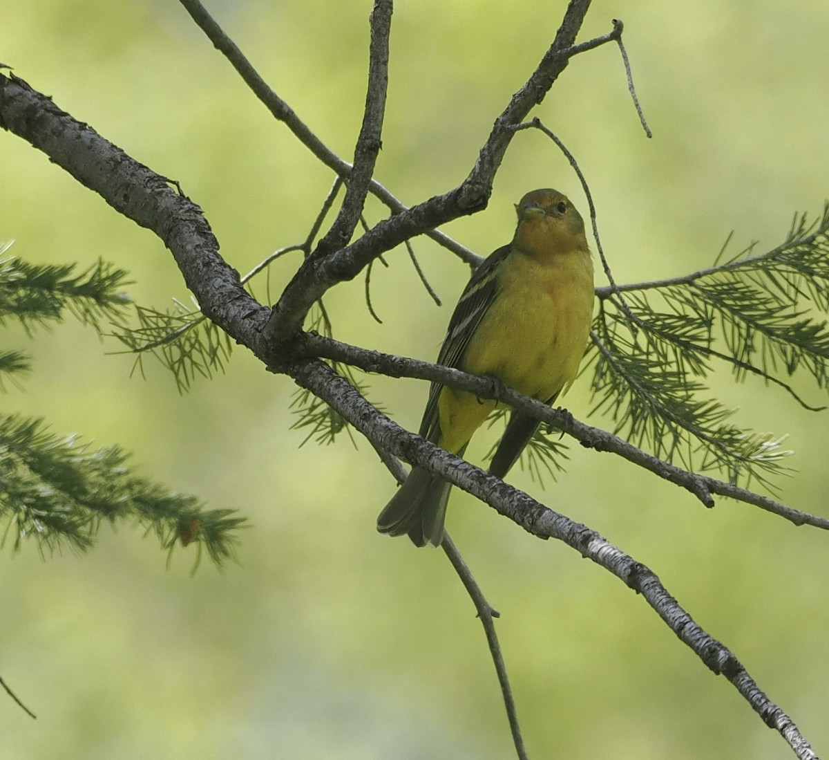 Western Tanager - Bob Foehring