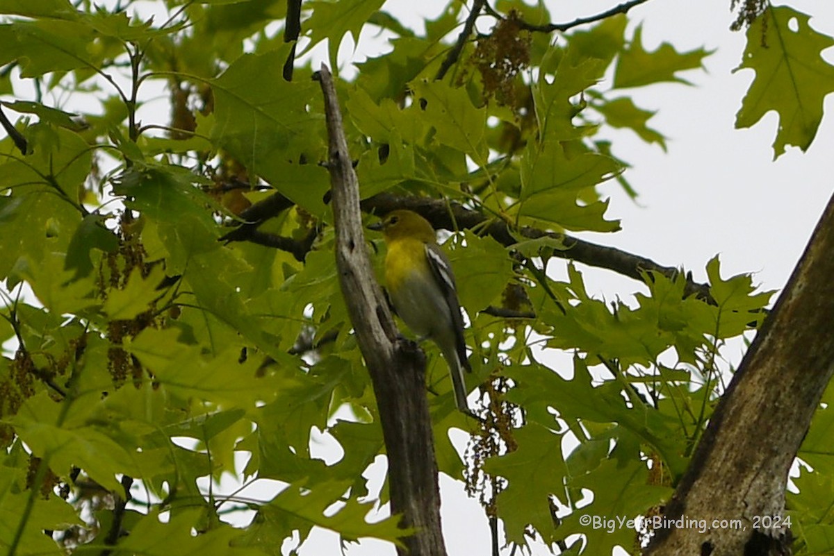 Yellow-throated Vireo - Ethan Whitaker