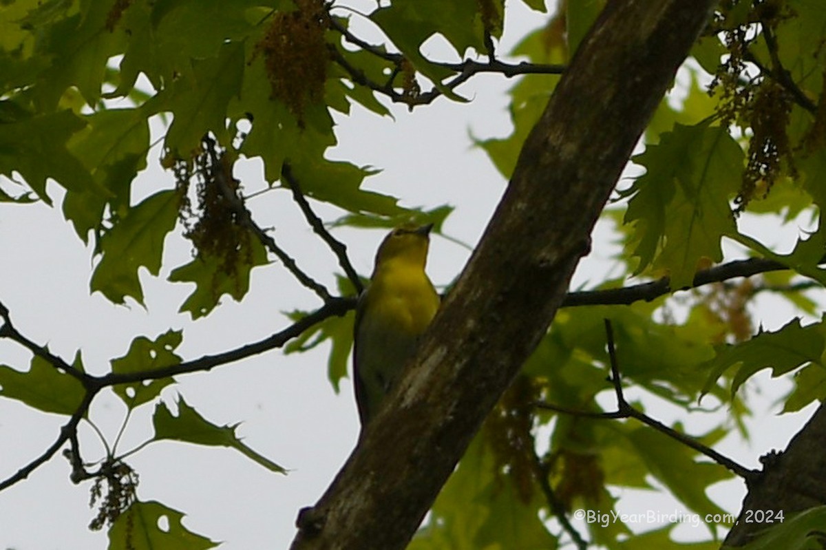 Yellow-throated Vireo - Ethan Whitaker