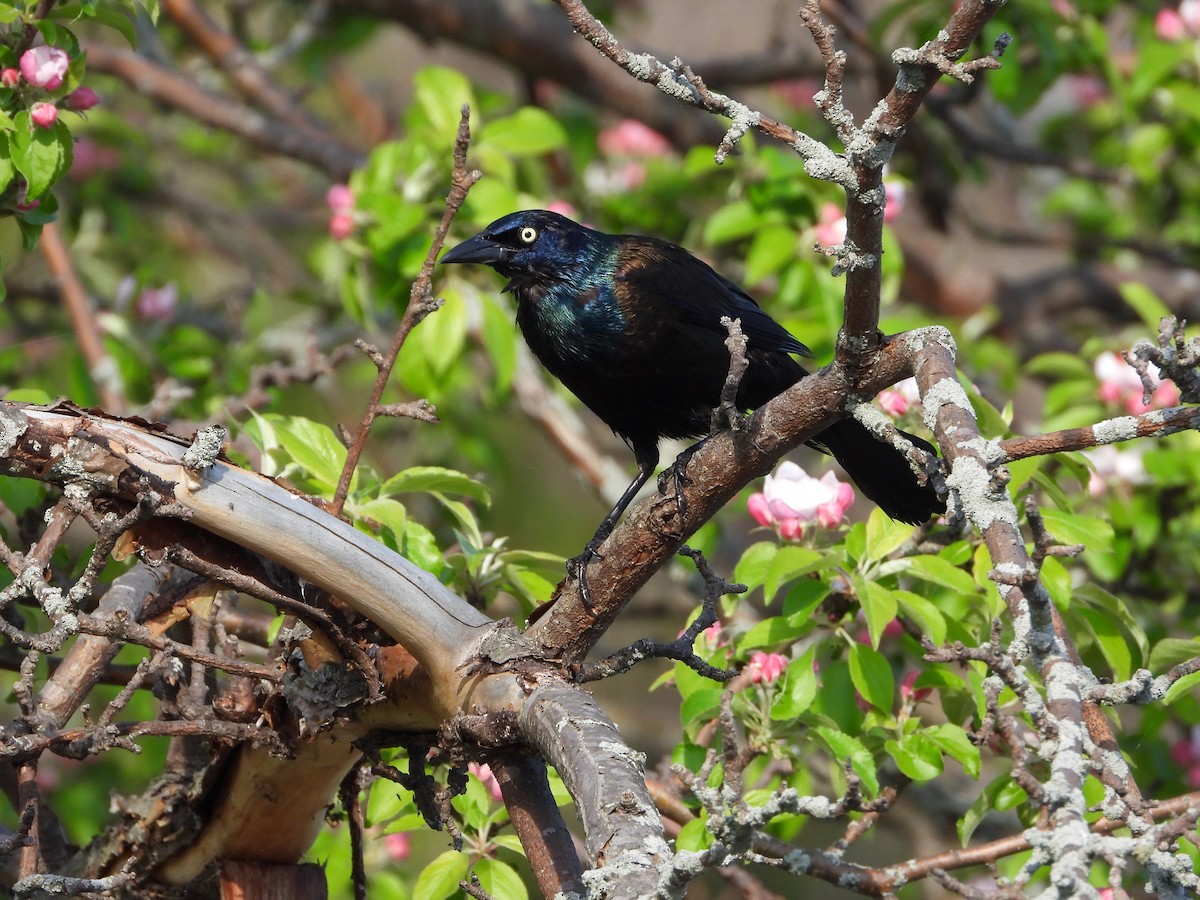 Common Grackle - Serge Benoit