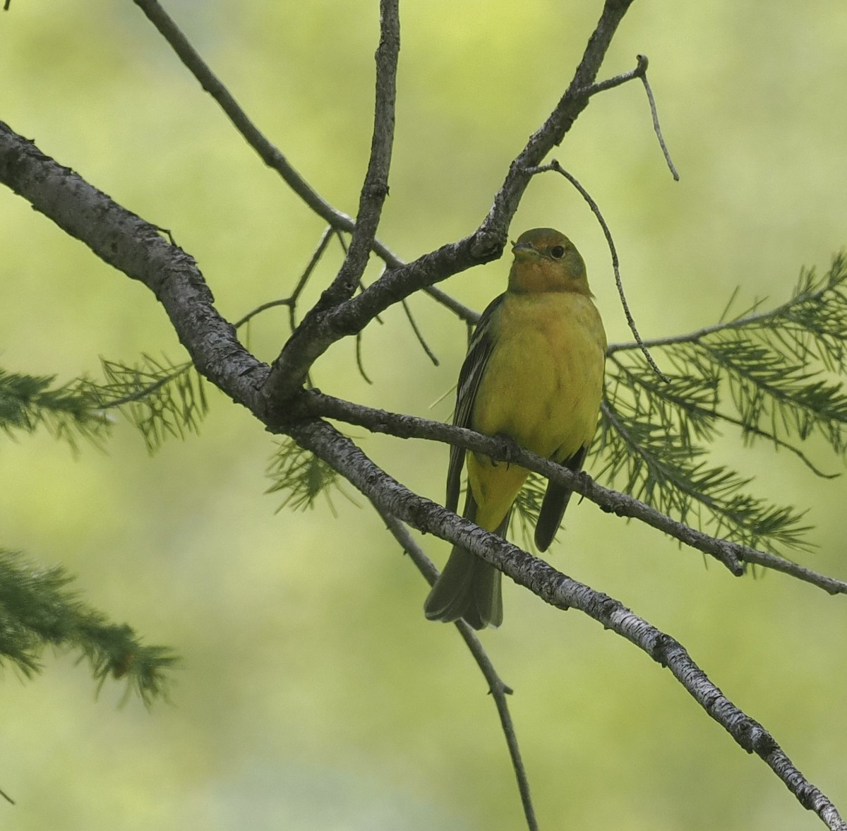 Western Tanager - Bob Foehring