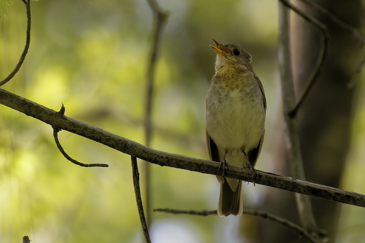 Veery - Mario St-Gelais