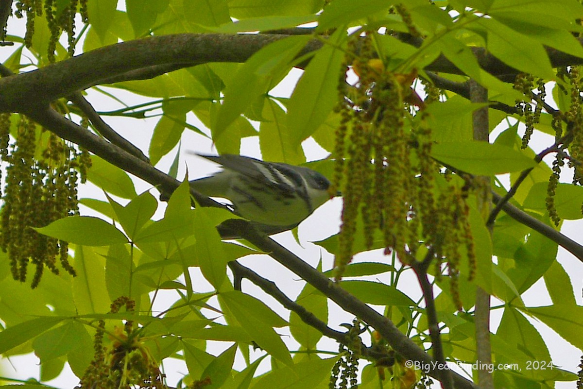 Cerulean Warbler - Ethan Whitaker