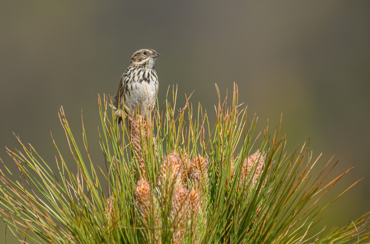 Sierra Madre Sparrow - Poojan Gohil