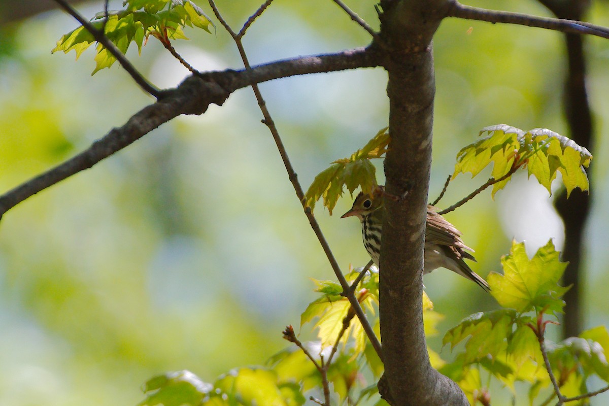 Ovenbird - Rick Beaudon