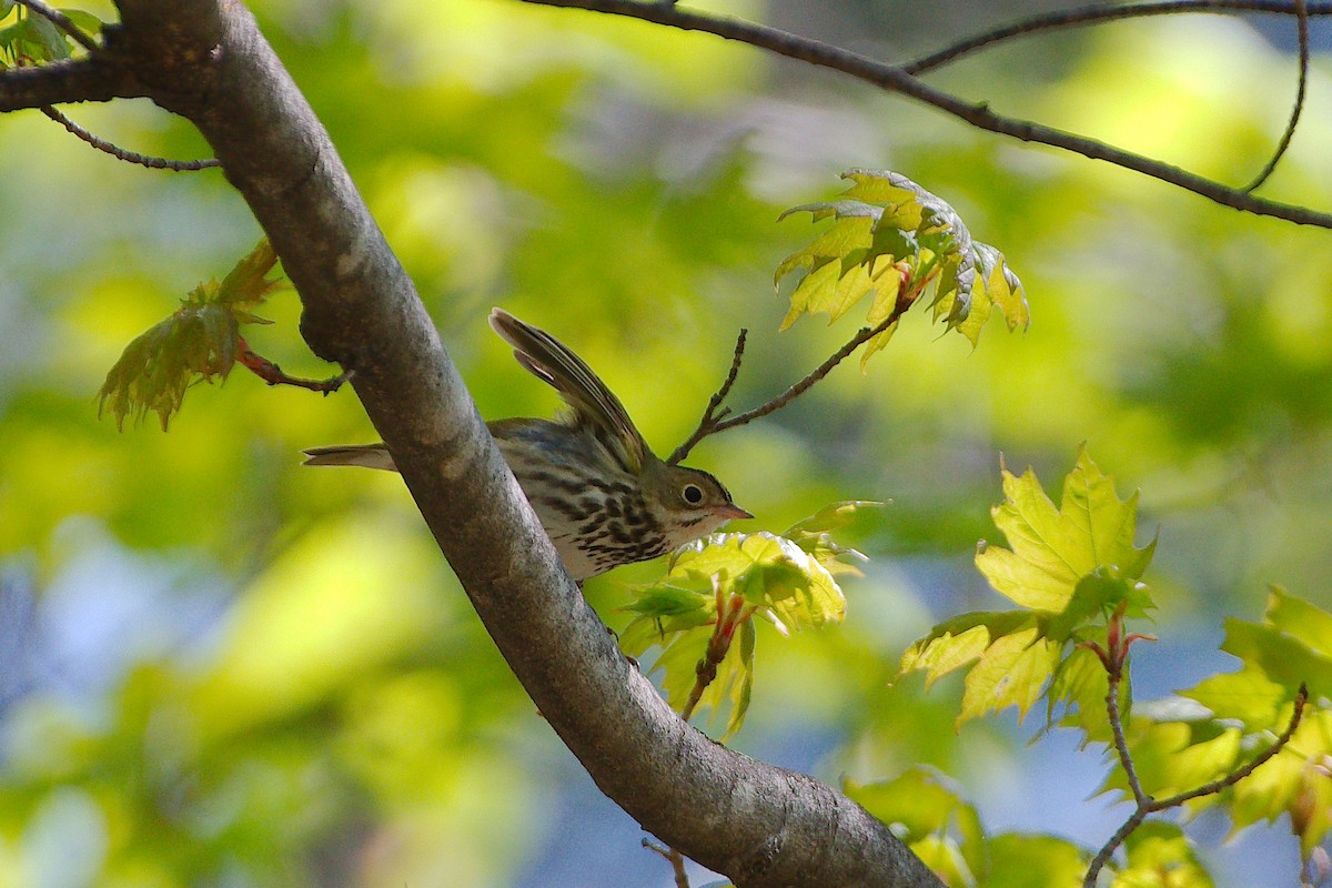 Ovenbird - Rick Beaudon