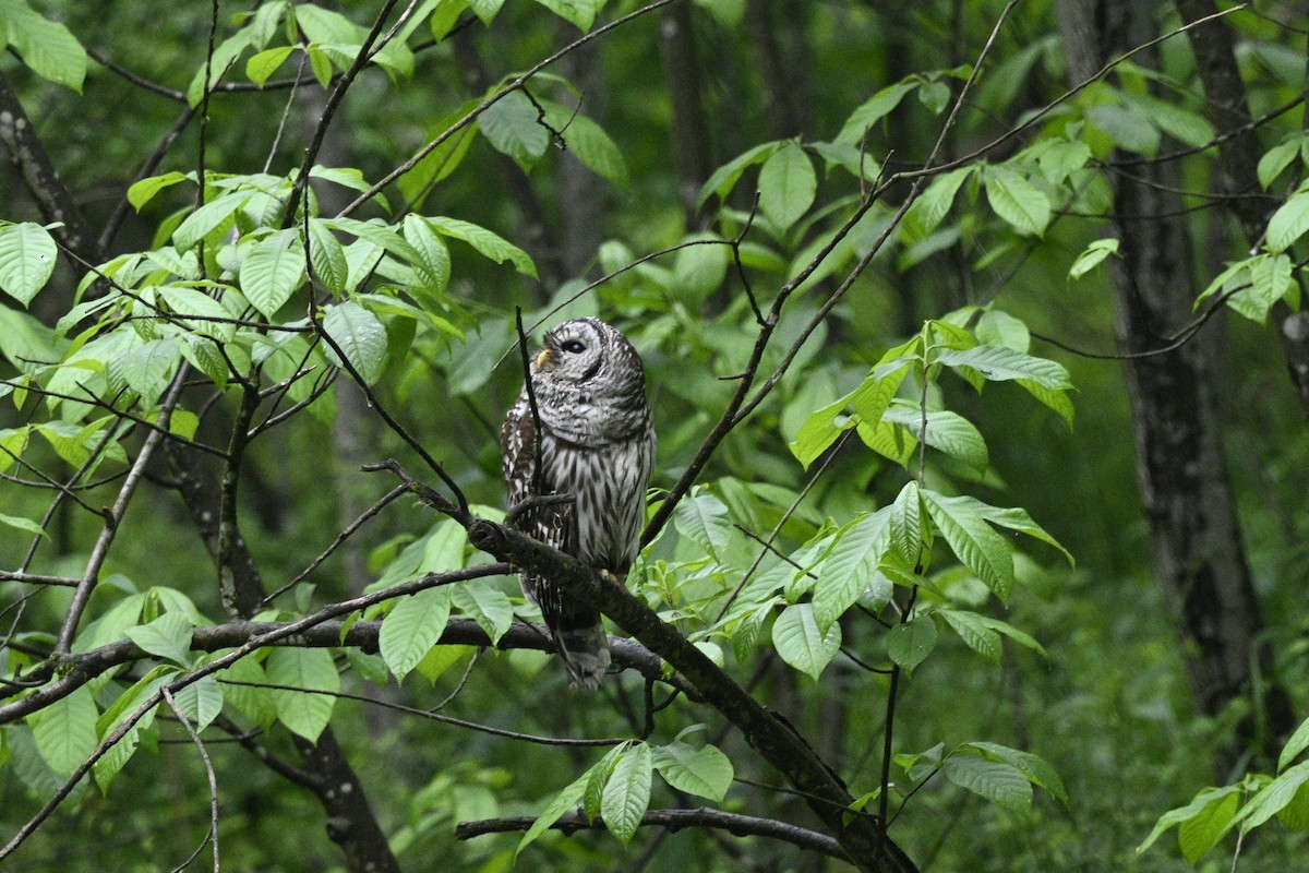 Barred Owl - Frank Wang