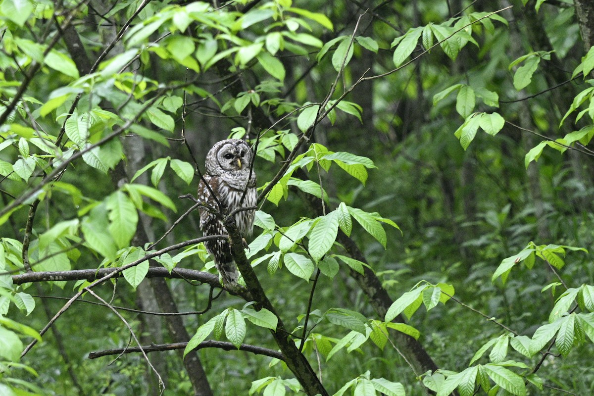 Barred Owl - Frank Wang