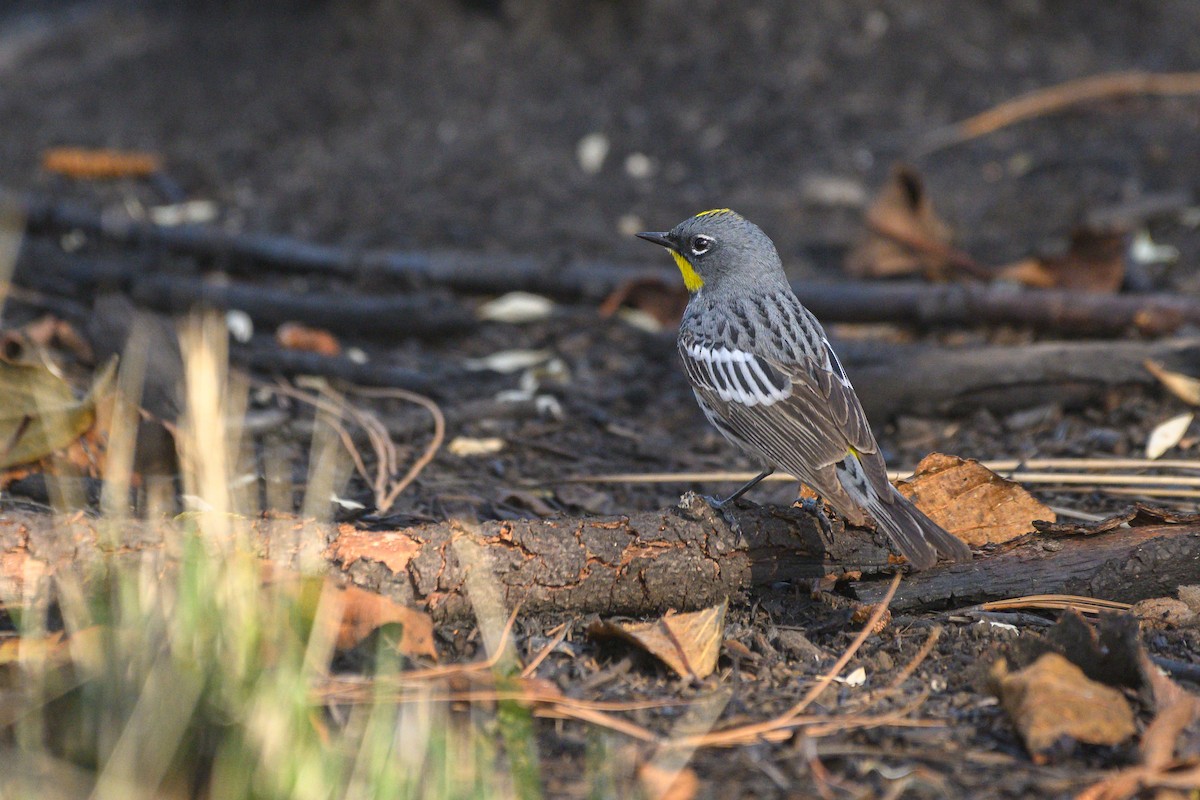 Yellow-rumped Warbler - ML619258793