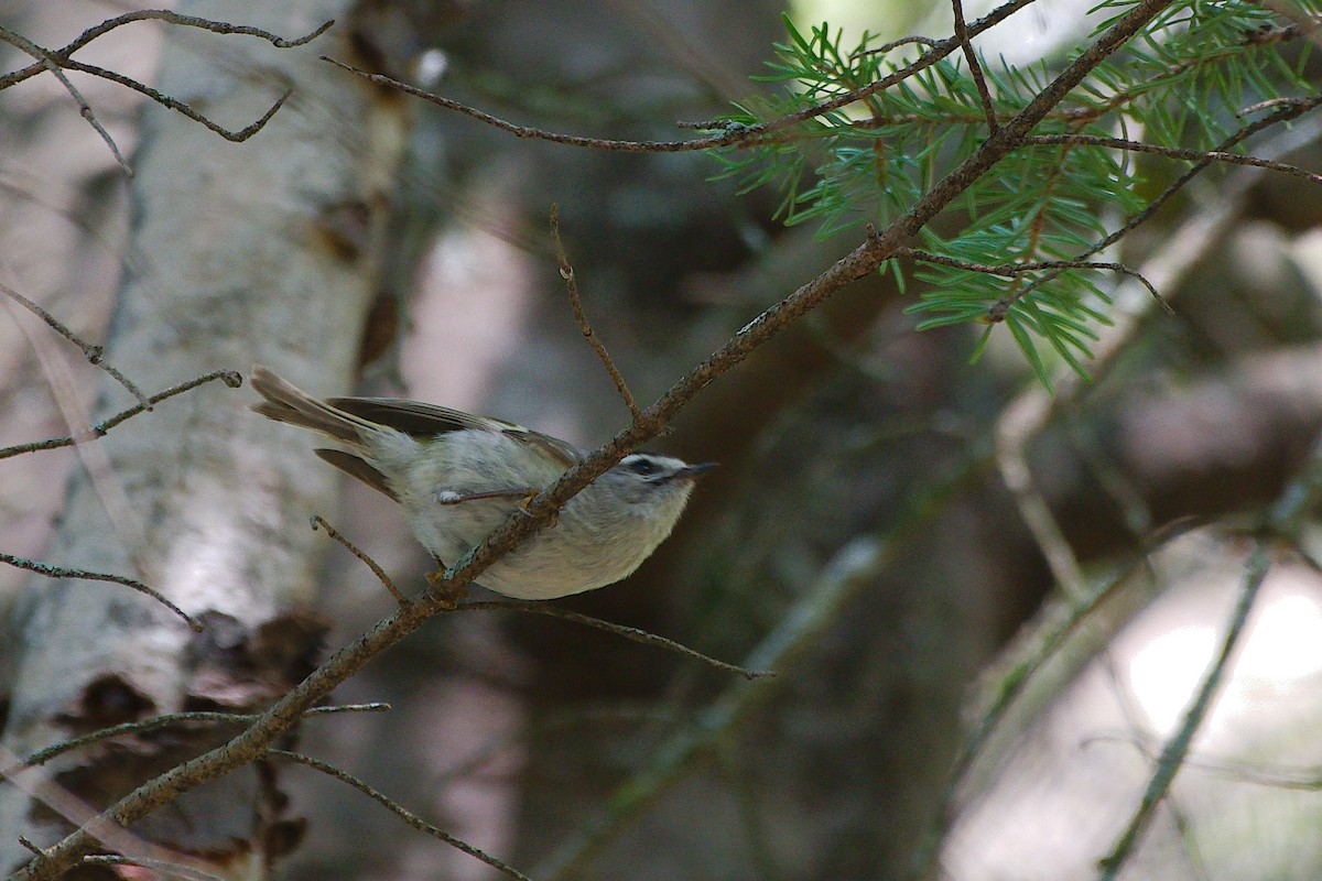 Golden-crowned Kinglet - Rick Beaudon