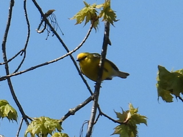 Blue-winged Warbler - Melody Walsh