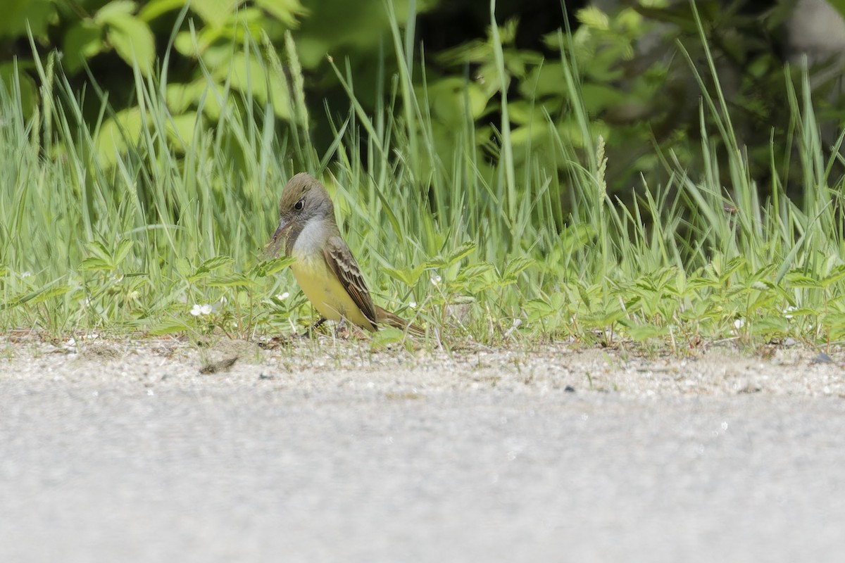 Great Crested Flycatcher - Mario St-Gelais