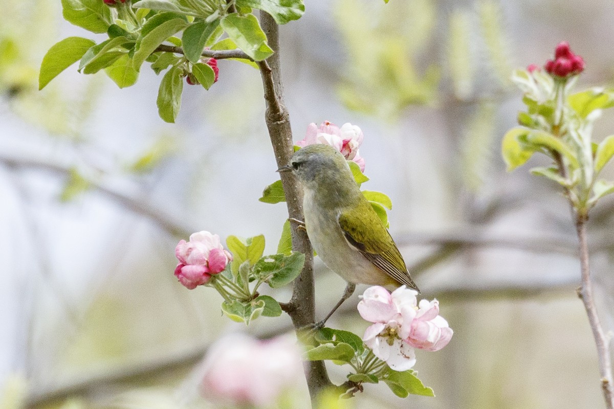 Tennessee Warbler - Jeanne Verhulst