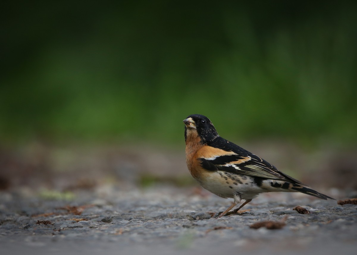 Brambling - ML619258822