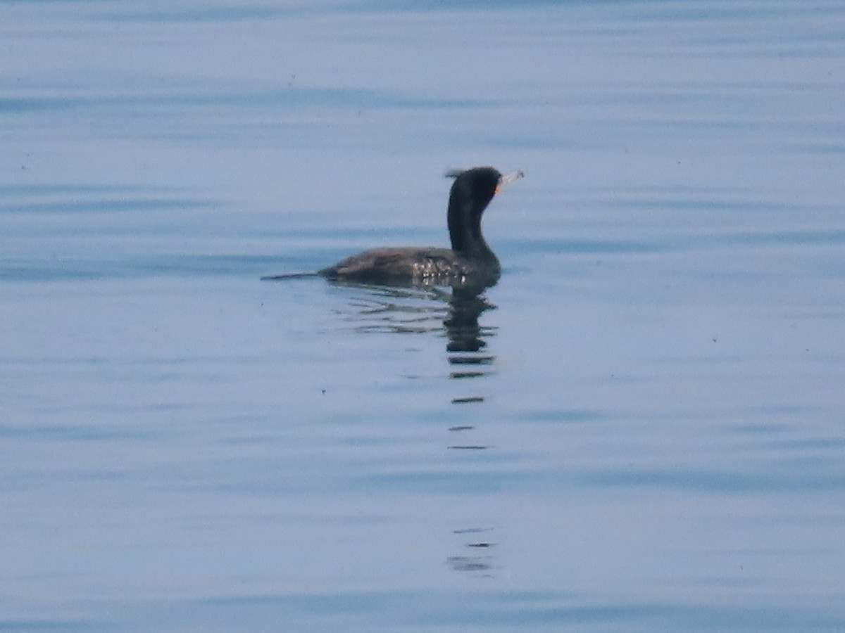 Cormoran à aigrettes - ML619258838