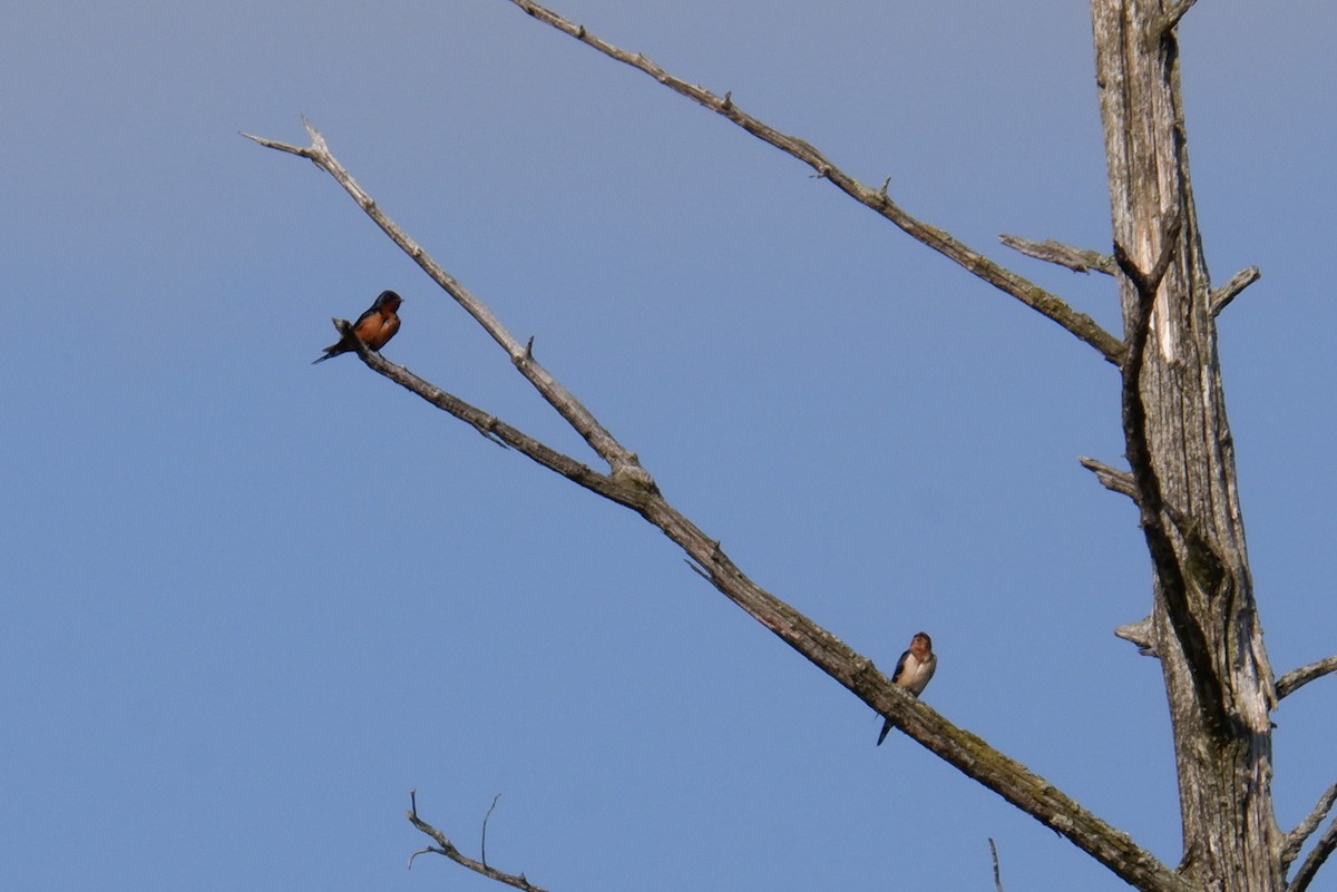 Barn Swallow - Adrianne Knighton